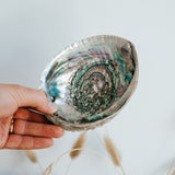 Abalone Muschel