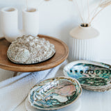 Abalone Muschel