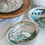 Abalone Muschel